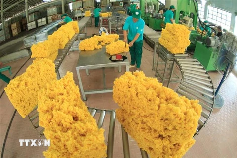 Chế biến mủ cao su phục vụ xuất khẩu tại nông trường Cao su Dầu Tiếng, tỉnh Bình Dương. (Ảnh: TTXVN)