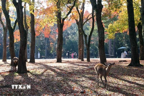 Không gian xanh trong lành tại Công viên Nara của Nhật Bản. (Ảnh: Huy Hùng/TTXVN)