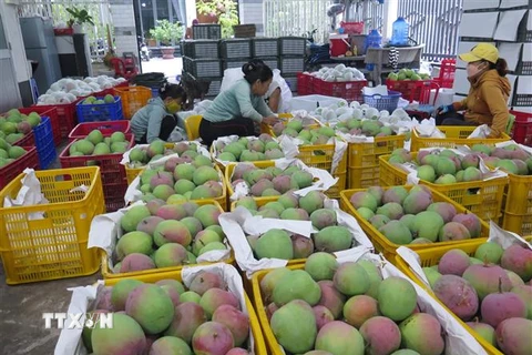 Xoài Úc được vựa xoài ở huyện Cam Lâm thu mua chỉ với giá 6.000 đồng/kg. (Ảnh: Phan Sáu/TTXVN)