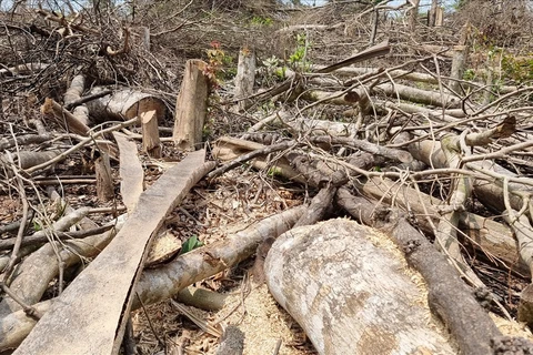 Hàng loạt cây gỗ lớn đã bị đốn hạ. (Nguồn: laodong.vn)
