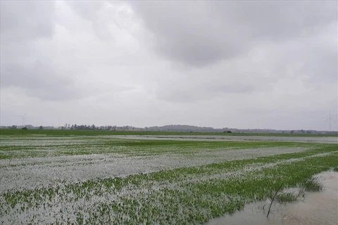 Cánh đồng lúa ngập trong nước lũ. (Nguồn: laodong.vn)