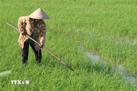 Nông dân Trà Vinh làm việc trên cánh đồng lúa. (Ảnh: Thanh Hòa/TTXVN)