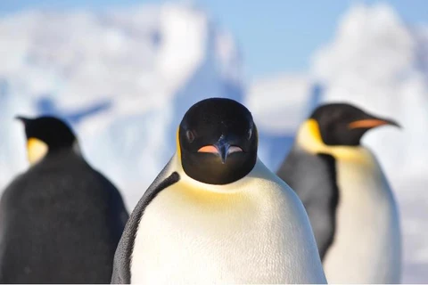 Chim cánh cụt hoàng đế. (Nguồn: antarctica.gov.au)