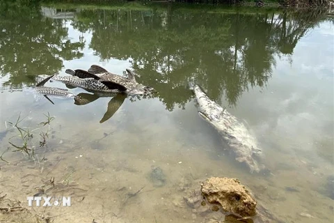 Cá chết nổi trắng trên sông Bàu Giang. (Ảnh: Lê Ngọc Phước/TTXVN)