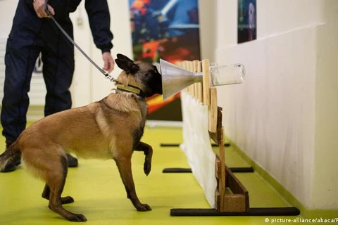 Huấn luyện chó ở phát hiện virus SARS-CoV-2 tại Pháp. (Nguồn: DW)