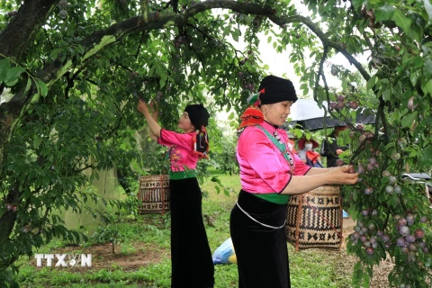[Photo] Trải nghiệm thú vị trong Ngày hội hái quả mận Sơn La