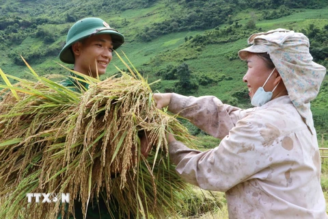 [Photo] Bộ đội biên phòng Lai Châu giúp dân thu hoạch lúa “chạy mưa”
