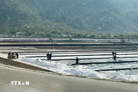 Sản xuất muối và phát triển công nghiệp sau muối ở khu vực phía Nam của tỉnh đang được tỉnh Ninh Thuận tập trung thu hút đầu tư. (Ảnh: Công Thử/TTXVN)