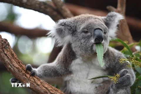  Gấu koala tại Port Macquarie, Australia. (Ảnh: AFP/TTXVN)