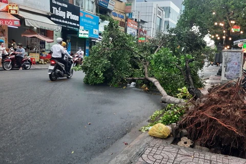 Một cây xanh bật gốc trên đường Gò Dầu, phường Tân Sơn Nhì, quận Tân Phú. (Nguồn: tuoitre.vn)