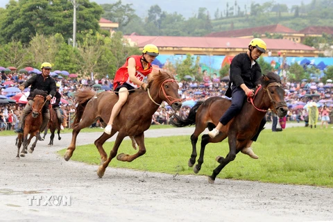 [Photo] Lào Cai: Những chú ngựa thồ tung vó trên cao nguyên Bắc Hà