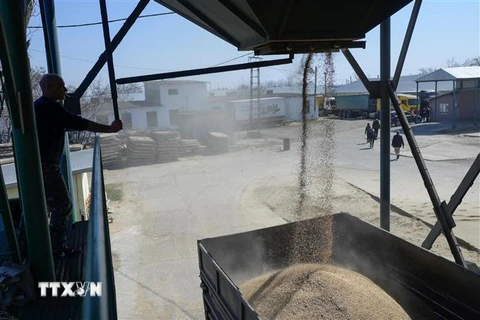 Chuyển lúa mì lên xe tải tại làng Bogatoye ở Izmail, Ukraine, ngày 24/3/2022. (Ảnh: AFP/TTXVN)