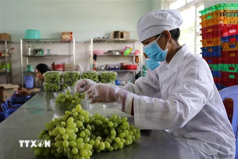 Sơ chế, đóng gói sản phẩm nho xanh tại Công ty TNHH Sản xuất và Thương mại nông sản Thái Thuận – Ninh Thuận để chuẩn bị đưa lên sàn giao dịch thương mại điện tử. (Ảnh: Nguyễn Thành/TTXVN)