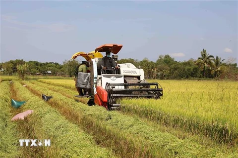 Thu hoạch lúa tại vùng sản xuất lúa chất lượng cao, đủ điều kiện xuất khẩu vào thị trường EU của Tập Đoàn Lộc Trời ở huyện Định Quán, tỉnh Đồng Nai. (Ảnh: Phạm Hậu/TTXVN)