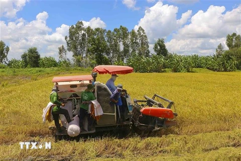 Nông dân thu hoạch lúa tại huyện Châu Thành A, Hậu Giang. (Ảnh: Duy Khương/TTXVN)