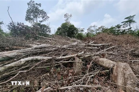 Nhiều diện tích rừng bị phá tại xã Đakrông. (Ảnh: TTXVN phát)