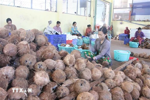 Phân loại dừa khô. (Ảnh minh họa: Công Trí/TTXVN)