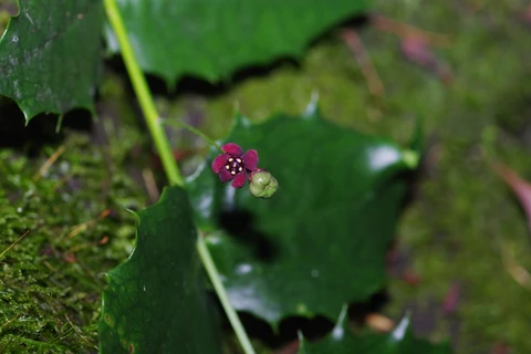 Hoa, quả và lá của cây Euonymus aquifolium trong tự nhiên. (Nguồn: Xinhua)
