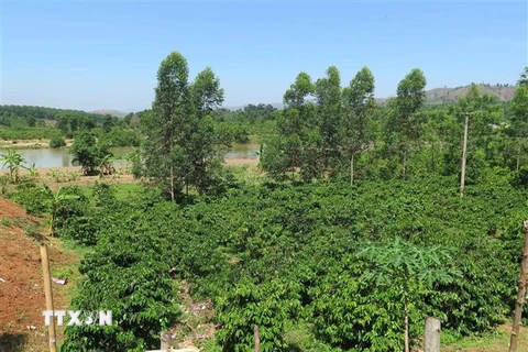 Diện tích càphê của ông Huỳnh Quang Hải, trú thôn Đăk Wét, xã Đăk Pxi không thể cho thu hoạch hoặc năng suất rất thấp vì bị ngập lụt mỗi khi Thủy điện Đăk Psi 5 xả lũ. (Ảnh: Dư Toán/TTXVN)