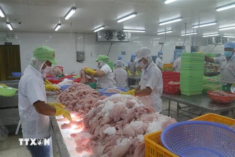 Chế biến cá da trơn xuất khẩu tại Công ty Cổ phần Gò Đàng, Tiền Giang. (Ảnh: Minh Trí/TTXVN)