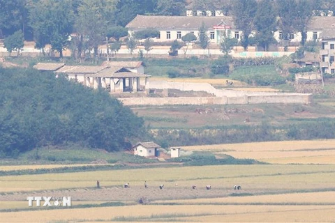 Nông dân làm việc trên cánh đồng ở thị trấn Kaepung, biên giới Triều Tiên-Hàn Quốc, ngày 24/9/2021. (Ảnh: Yonhap/TTXVN)