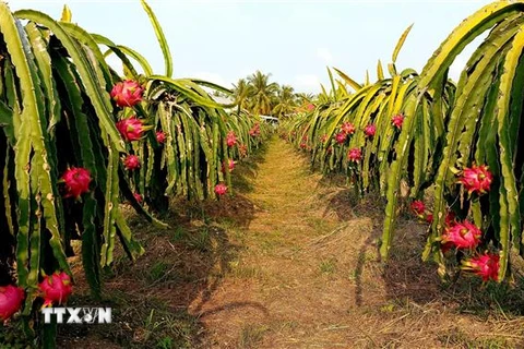 Thanh long Việt Nam là nông sản được nhiều quốc gia ưa chuộng. (Ảnh: Thu Hiền/TTXVN)
