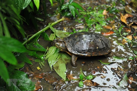 Rùa Trung Bộ đặc hữu của Việt Nam được nuôi dưỡng bán hoang dã tại Trung tâm bảo tồn rùa Cúc Phương. (Ảnh: Minh Đức/TTXVN)