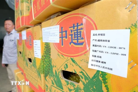 Lô sầu riêng xuất khẩu đầu tiên của Công ty Trách nhiệm hữu hạn thương mại sản xuất Long Thủy (xã Lộc An, huyện Bảo Lâm) gồm 4 container với sản lượng hơn 70 tấn. (Ảnh: Nguyễn Dũng/TTXVN)