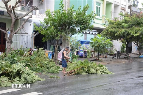 Người dân Đà Nẵng chặt, tỉa cành cây xanh trước khi bão đến. (Ảnh: Văn Dũng/TTXVN)