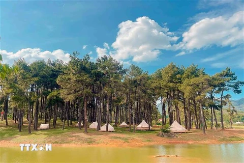 Khu du lịch Rừng thông bản Áng tại xã Đông Sang, Môc Châu, Sơn La. (Ảnh: Quang Quyết/TTXVN)