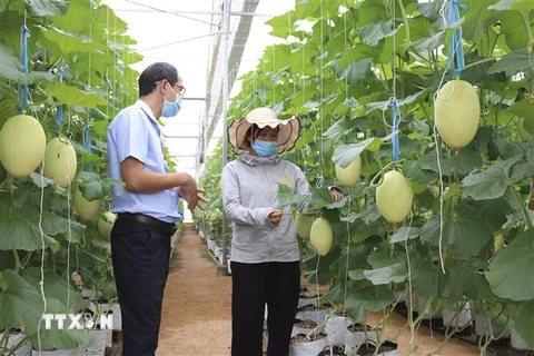 Mô hình trồng dưa lưới theo hướng nông nghiệp công nghệ cao Trung tâm Nghiên cứu và Chuyển giao công nghệ tăng trưởng xanh, xã Phước Tiến, huyện Bác Ái, Ninh Thuận. (Ảnh: TTXVN)