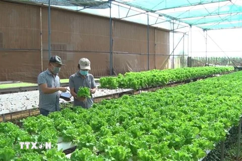Mô hình trồng rau thủy canh ứng dụng công nghệ cao của Công ty Hương Đất An Phú, thành phố Pleiku, Gia Lai. (Ảnh: Hoài Nam/TTXVN)