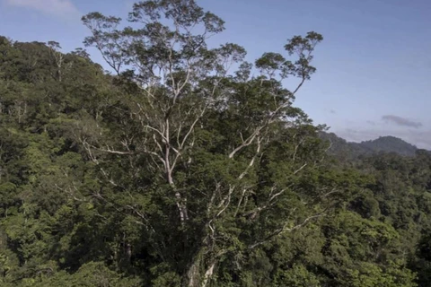 Cây vermelho angelim cao nhất từng được tìm thấy trong rừng Amazon. (Nguồn: AFP)