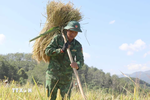 [Photo] Mùa vàng” thắm tình quân dân nơi vùng cao biên giới Mường Pồn