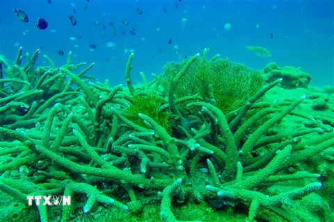 Hệ sinh thái biển của Vườn quốc gia Côn Đảo rất đa dạng và phong phú với nhiều hệ sinh thái đặc trưng như rạn san hô, thảm cỏ biển, rừng ngập mặn. (Ảnh: TTXVN phát)