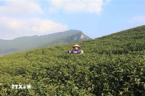 Mô hình sản xuất chè trên đỉnh núi tại huyện Nguyên Bình, Cao Bằng. (Ảnh: Chu Hiệu/TTXVN)