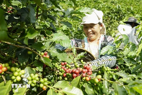 Niềm vui của người dân xã Tỏa Tình, huyện Tuần Giáo, tỉnh Điện Biên khi vụ cà phê được mùa, được giá. (Ảnh: Xuân Tư/TTXVN)