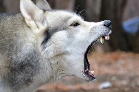 Con chó Husky lai mắc bệnh dại có thể được nhập lậu từ Maroc. (Nguồn: thevibes.com)