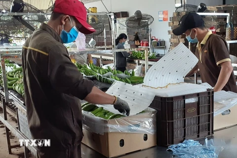Đóng gói chuối xuất khẩu tại Bà Rịa-Vũng Tàu. (Ảnh: Hoàng Nhị/TTXVN)