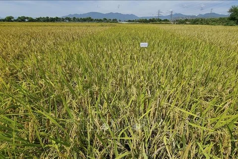 Mô hình sản xuất lúa sạch chất lượng cao tại Ninh Thuận (Ảnh: Nguyễn Thành/TTXVN) 