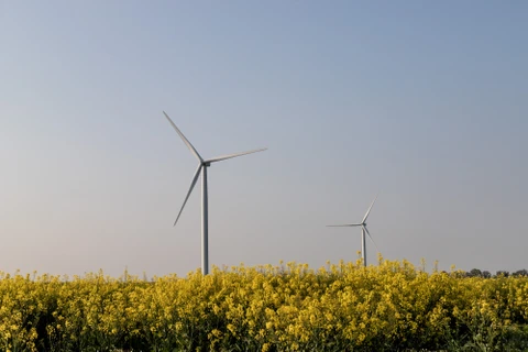 Tuabin điện gió trên cánh đồng cải dầu ở Boissy-La-Rivire, Pháp. (Nguồn: Bloomberg)