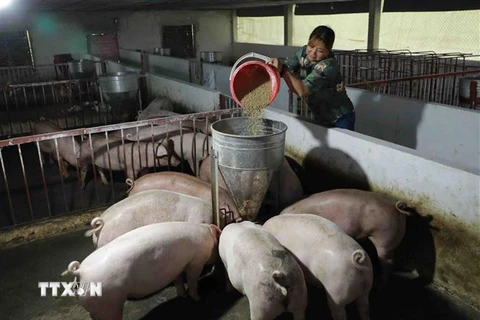Nghiên cứu phản ánh liên quan vấn đề xuất khẩu thịt lợn để cứu giá
