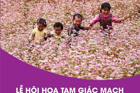 [Infographics] Lễ hội hoa Tam giác mạch "Sức sống cao nguyên đá"