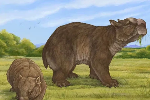Hình ảnh tái hiện gấu túi khổng lồ Ramsayia (phải) bên cạnh một con gấu túi hiện đại. (Nguồn: The Conversation)