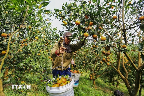 [Photo] Hòa Bình: Những vườn cam Cao Phong trĩu quả mùa thu hoạch