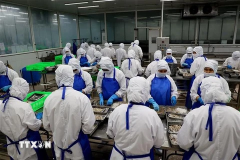 Chế biến tôm xuất khẩu tại Công ty Phát triển Kinh tế Duyên Hải (COFIDEC), huyện Bình Chánh, Thành phố Hồ Chí Minh. (Ảnh: Hồng Đạt/TTXVN)