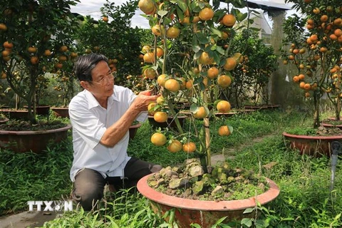 Ông Hà Thanh Hồng ở xã Vĩnh Thới, huyện Lai Vung chăm sóc quýt hồng chậu để bán vào dịp Tết Nguyên đán Quý Mão 2023. (Ảnh: Nhựt An/TTXVN)