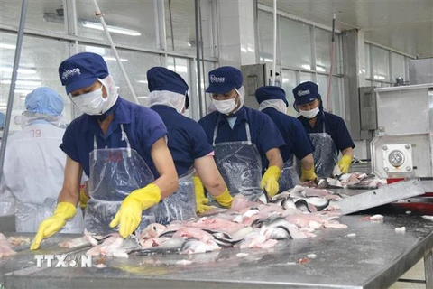 Chế biến cá da trơn tại Công ty Cổ phần Gò Đàng, Khu Công nghiệp Mỹ Tho, Tiền Giang. (Ảnh: Minh Trí/TTXVN)