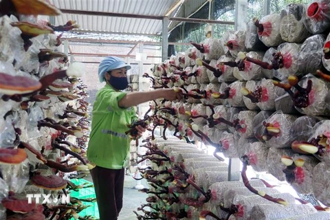 Thu hoạch nấm linh chi sừng hươu tại Công ty TNHH công nghệ sinh học Phú Gia, Thái Nguyên. (Ảnh: Trần Trang/TTXVN)