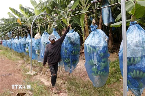 Công nhân Công ty Khanxay, Tập đoàn Hoàng Anh Gia Lai tại tỉnh Attapeu đưa chuối về Nhà máy chế biến sau khi thu hoạch. (Ảnh: Phạm Kiên/TTXVN)